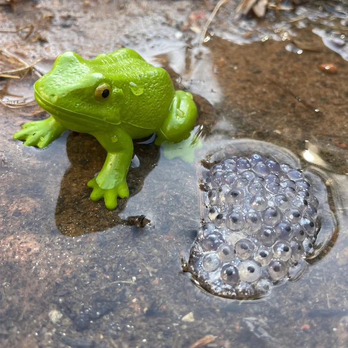 Safari Life Cycle - The Frog