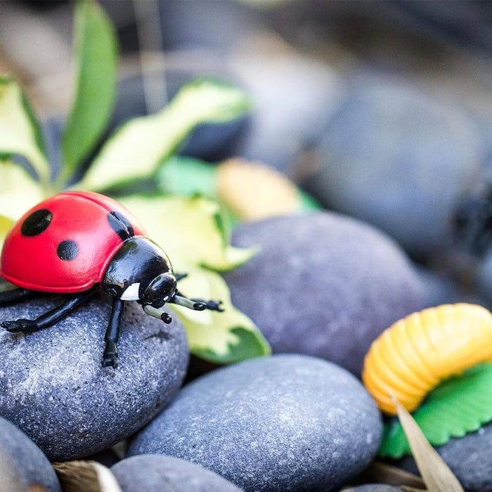 Safari Life Cycle of a Ladybug