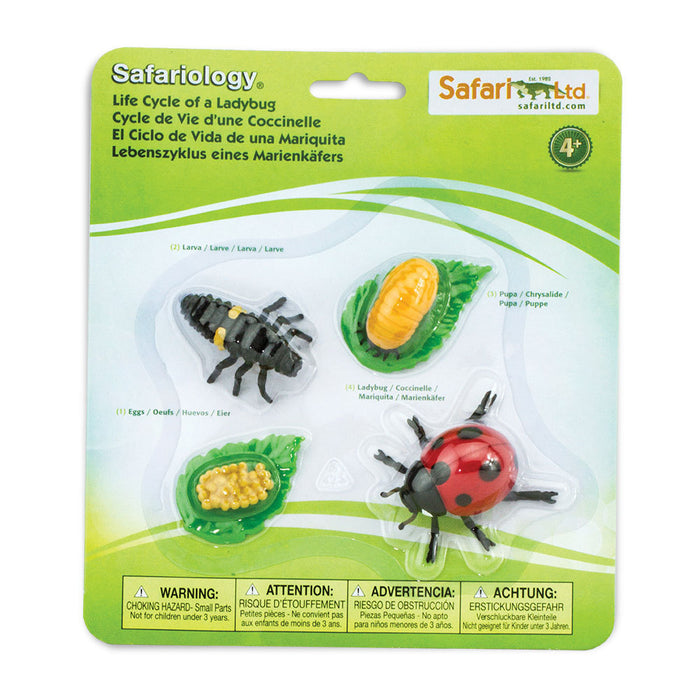 Safari Life Cycle of a Ladybug. Contains 4 figures representing the stages of the ladybird life cycle- eggs, larva, pupa, lady bird lady bug ladybeetle. 