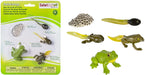Life cycle of the frog represented by five figures. Eggs, frogspawn, tadpoles, metamorph, frog. Watch as the tadpole visibly grows in size to becomes an adult. 