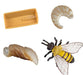 Safari Life Cycle - Honey Bee