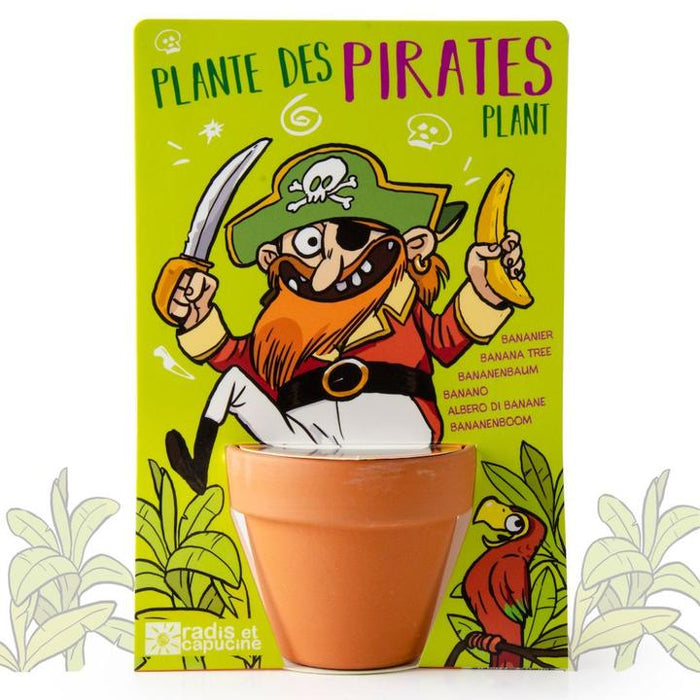 Growing Kit: Pirates plant - Banana tree seeds