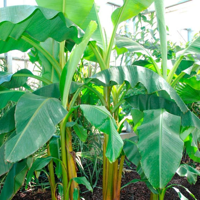 Growing Kit: Pirates plant - Banana tree seeds